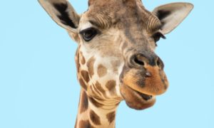 GFK NVC Giraffe Nonviolent Communication Empathy Needs Requests