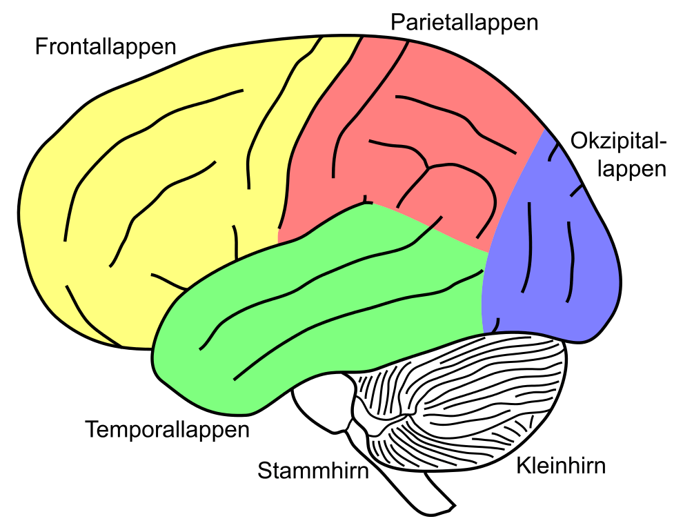 Unterteilung des Gehirns in Regionen & Lappen. Aus Wikipedia.