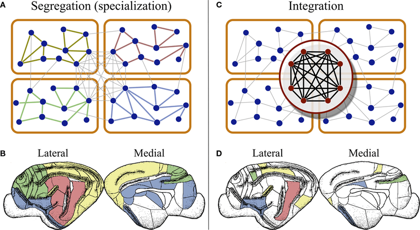 Getrenntheit vs. Integration von Gehirn-Netzwerken: 
Kreativität entsteht durch Verbindung / Integration verschiedener Gehirn-Strukturen. Gleichzeitig können in einzelnen Strukturen Prozesse ungestört ablaufen, die dann wiederum integriert werden mit anderen Prozessen. 
Bild aus [2, Zamora-López, Zhou + Kurths].