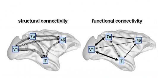 Unterscheidung von strukturellen und funktionalen Netzwerken. Die unterteilten Regionen koordinieren sich miteinander. Für bestimmte Funktionen wie Gedächtnis-Verarbeitung und Kreativität bilden sich funktionale Netzwerke, die auftauchen und wieder verschwinden.